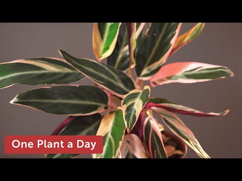 Stromanthe thalia 'Triostar' Houseplant Care — 42 of 365