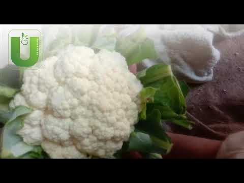 Cauliflower (Jyotika-1 Hybrid) Seeds