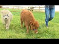Meet Sterling and Cinnamon, two unique micro-miniature cows at Cherry Crest Adventure Farm