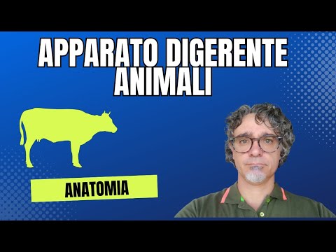 Anatomia apparato digerente
