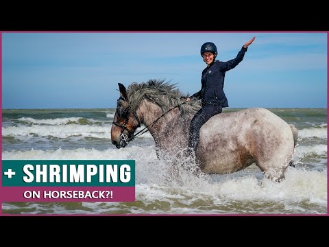 Riding the Belgian Draft Horse in Belgium