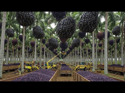THE LARGEST AÇAI FARM IN THE WORLD!