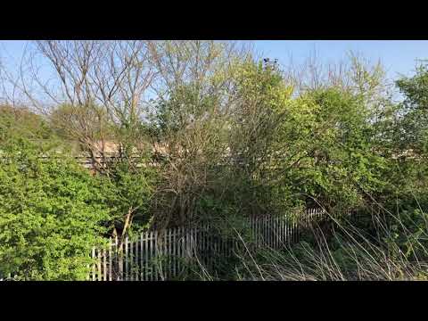 GBRF Class 66 66722 passes Kingsbury train yard