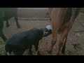 buffalo baby drinking cow milk | cow allowed to buffalo baby to drink her milk #cow #animals