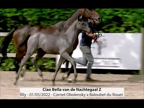 Ciao Bella van de Nachtegaal Z