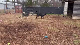 Video preview image #1 Siberian Husky-Unknown Mix Puppy For Sale in Rustburg, VA, USA