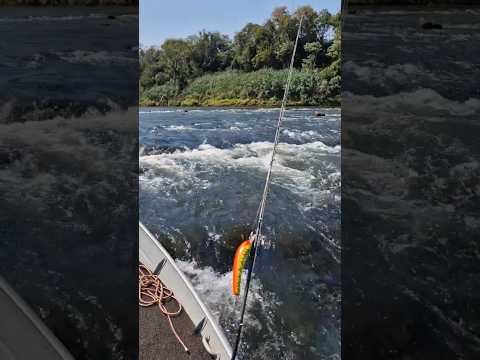 Pescaria Rio Ivaí - Guaporema, Paraná.