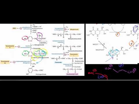 Biochemistry | Catabolism of Phenylalanine & Tyrosine to Acetoacetate