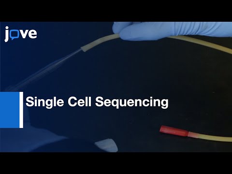 Copy Number Alterations Detections Using Single Cell Sequencing | Protocol Preview