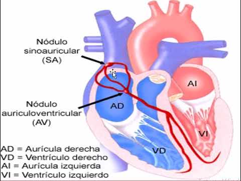 ANATOMIA CARDIACA SISTEMA DE CONDUCCIÓN ELÉCTRICO Y BOMBEO, CARDÍACO, CARDIOVASCULAR, CORAZÓN,