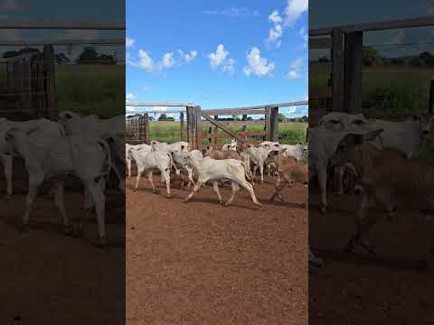 Progenie #agro #gado #fazenda Belo J Machado e Escandinavo