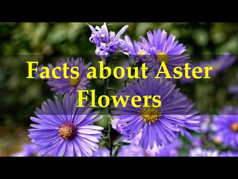 image-How many varieties of Aster are there?