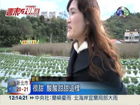 大湖採莓趣 質好量少動作要快