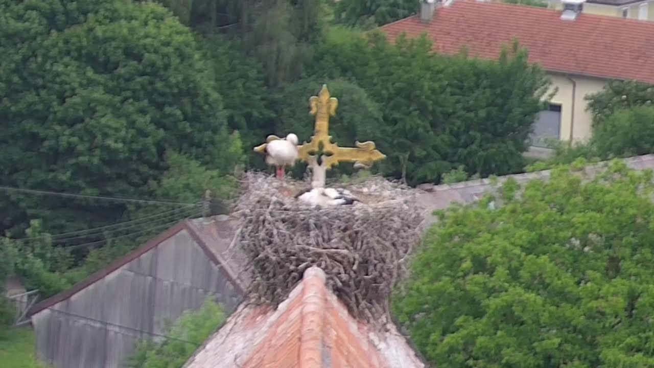 Live webcam view of Cigüeñas en la Iglesia de Haag