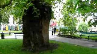 preview picture of video 'London Plane tree, Plataan, Platanus occidentalis. Canterbury Cathedral, UK. 09-06-'09.'