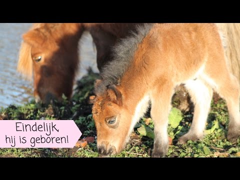 download lagu mp3 mp4 Mini Pony Zchter, download lagu Mini Pony Zchter gratis, unduh video klip Mini Pony Zchter