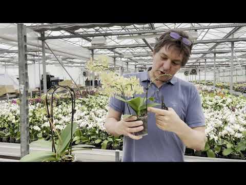 Orchideen richtig schneiden - Orchideengärtner Jan erklärt es!