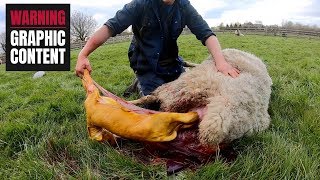 IT HAS STARTED... HOW TO HELP A SHEEP GIVE BIRTH !