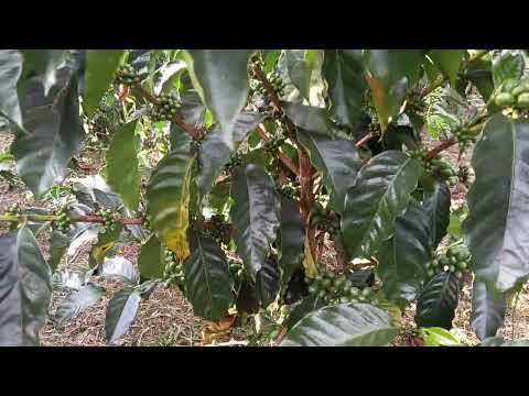 Variedad San Bernardo,  Isnos-Huila,  Colombia 🇨🇴🌎