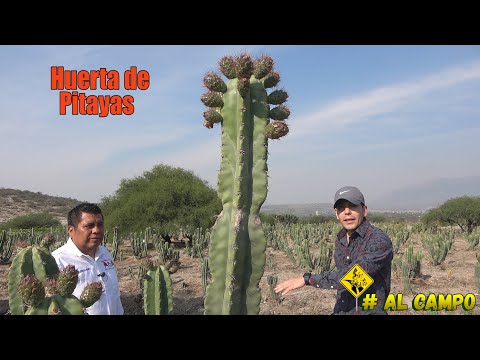 Cultivo de PITAYAS Piel diamante | ¿Rentable tener una huerta? | Pitayas de Mayo y Pitayas de Agosto