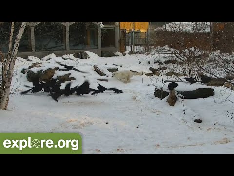 Wolf Snatches Raven Out of The Air and Other Live Cam Moments You Missed