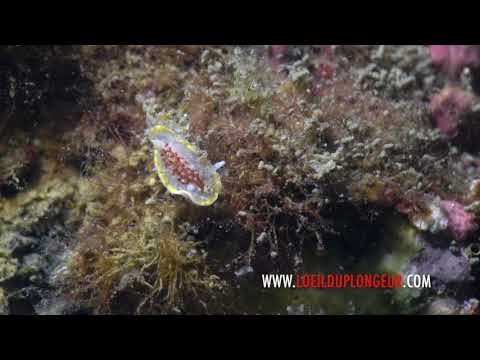 Diaphorodoris luteocincta