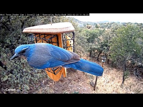 Siskins, Jays, And A Kinglet Snack On Suet In West Texas – Feb. 23, 2022