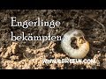 Engerlinge (Maikäfer) bekämpfen