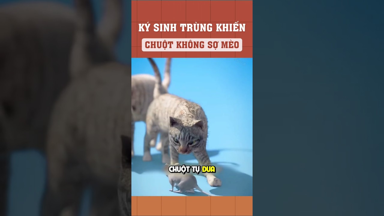 Ký sinh trùng khiến chuột không sợ mèo