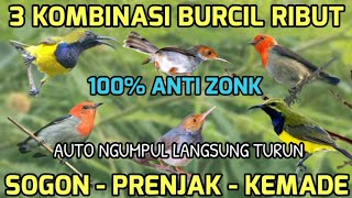 Download lagu Suara pikat burung keci | Mp3 pikat sogon ribut kombinasi prenjak, kemade | Mp3 yang lagi viral  mp3