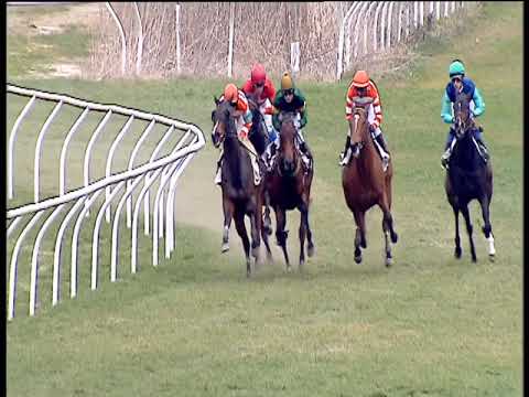 Galoppo 19/02/2019 - 1ª corsa