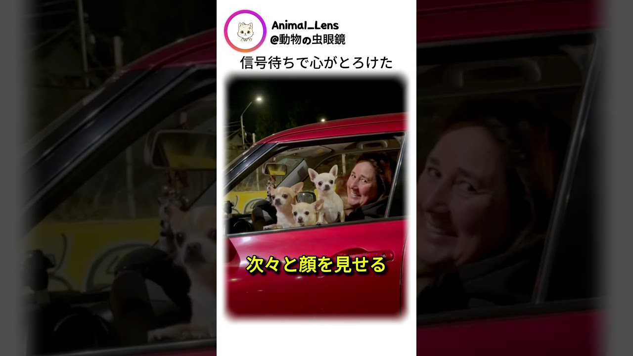 信号待ちで心がとろけた