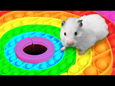 ???? Hamster Escapes the Rainbow POP IT Maze [OBSTACLE COURSE]