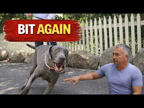 また犬が噛んだ…みんなが安全だと思っていたのに 😳 (This Dog Bit Again… When Everyone Thought He Was Safe 😳)