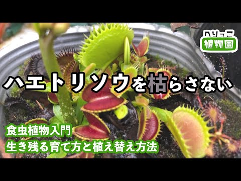 ハエトリグサ 植物