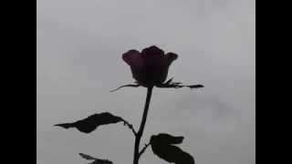 Farantouri/Ritsos/Theodorakis - Oi Geitonies Tou Kosmou - Itan Pikres Oi... - 04-11-2013 - 4