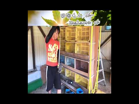 なぜ鶏にお酢を与えるのでしょうか？鶏小屋で何の役に立つの？  庭園