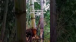 Download lagu Hidup itu berotasi #motivasihiduplebihbaik #quotes #motivasidiri #katamutiara mp3