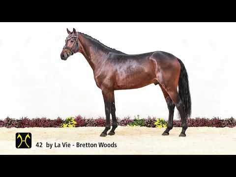 Verden Stallion Licensing 2021 - Dressage -  Nov. 4-6 - No. 42 Stallion by La Vie - Bretton Woods