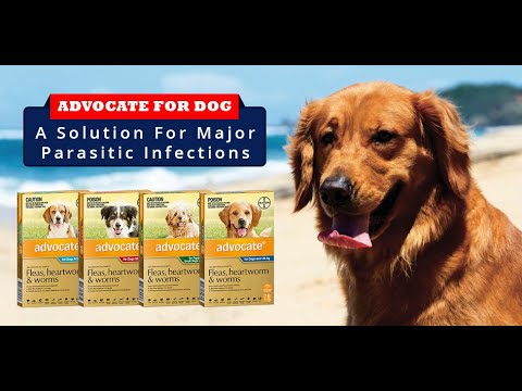 Advocate For Dog - A Panacea For Major Parasitic Infections | Flea, Tick Heartworm | DiscountPetCare