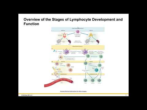 Biol 2117 Chapter 13: Host Defences II