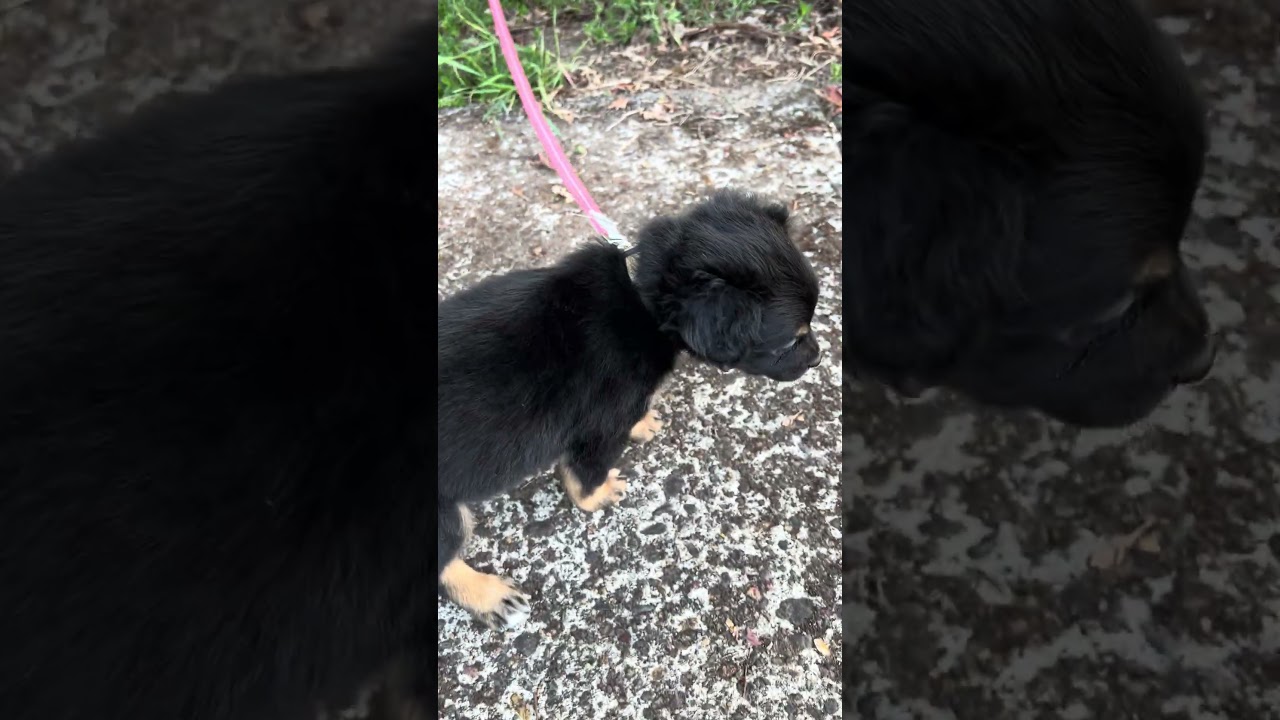 Maple, an adopted mixed breed in Tigard, OR video 4/4
