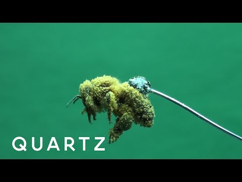 Why honeybees are so hairy