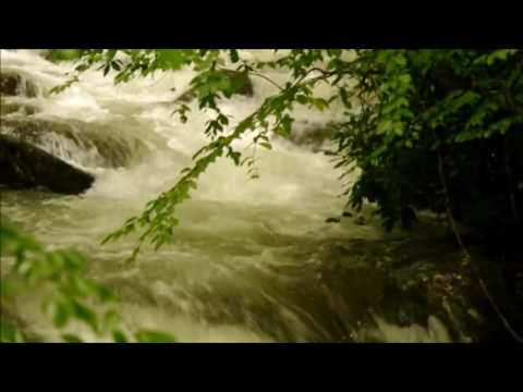 Roger Horn - The law of the jungle