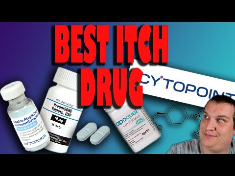 A veterinarian explains the Best dog itch medication!