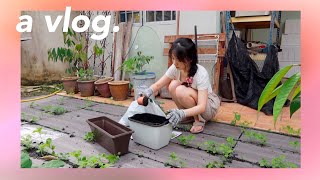 vlog ∙ what i eat in a day, planting my little edible garden, editing tips