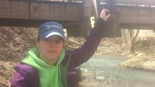 Trout Stocking at Roaring Run