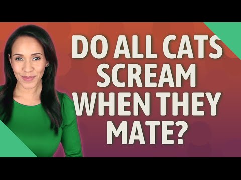 Do all cats scream when they mate?