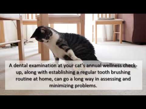 Signs That Your Cat Has Dental Disease