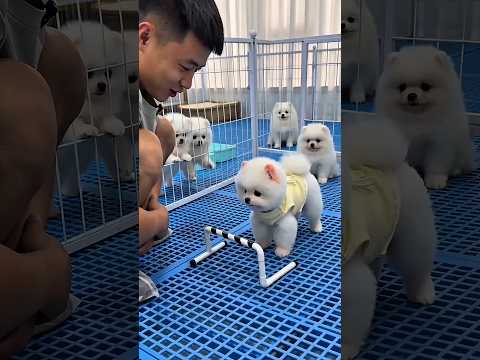 This dog jumps really well!🚧